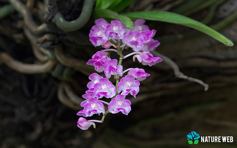 Fox Brush Orchid